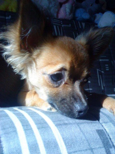 Chihuahua Zita billede 3