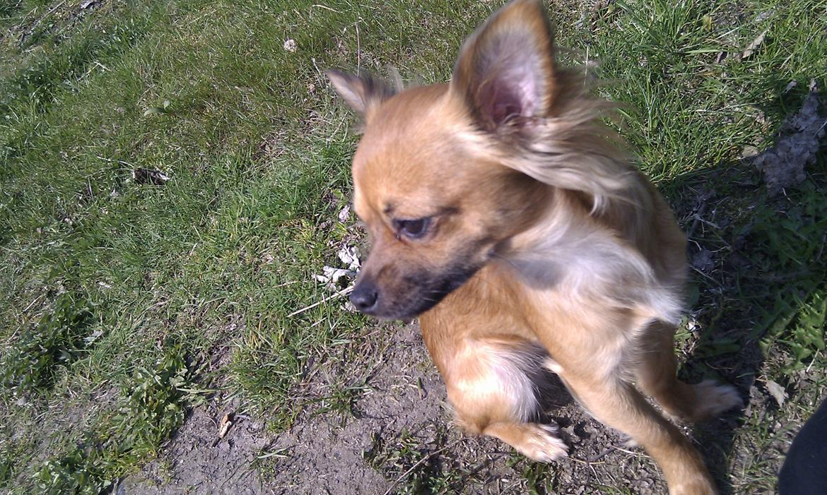 Chihuahua Zita billede 9