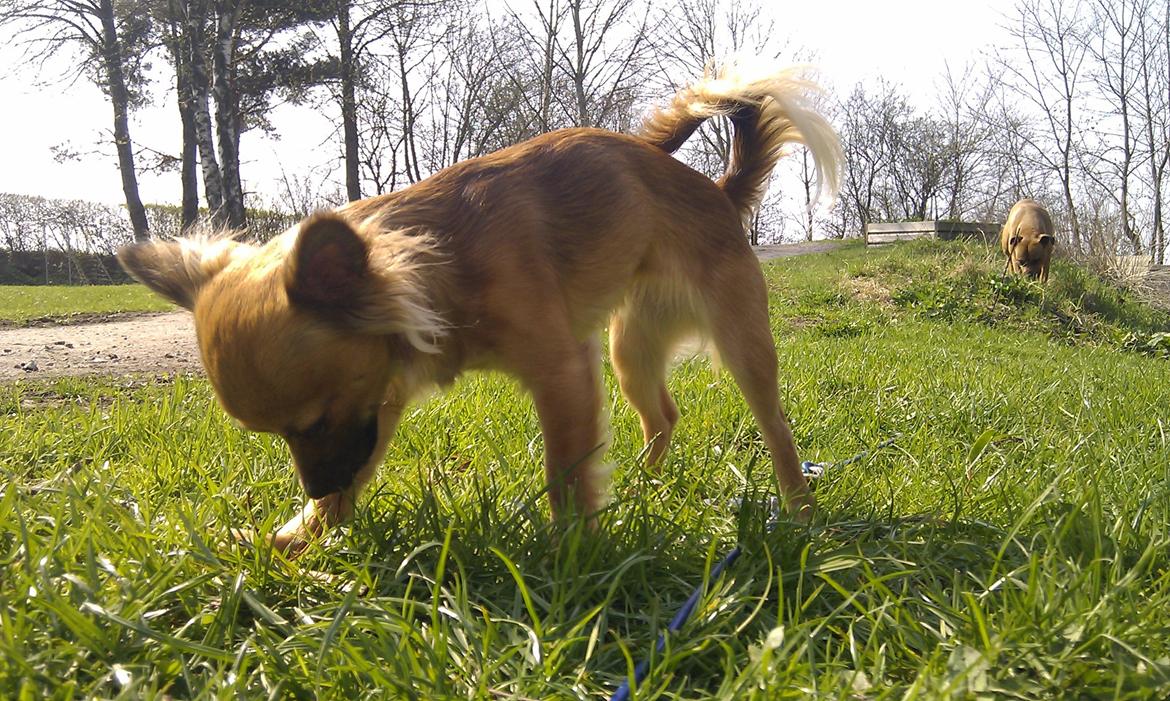 Chihuahua Zita billede 11