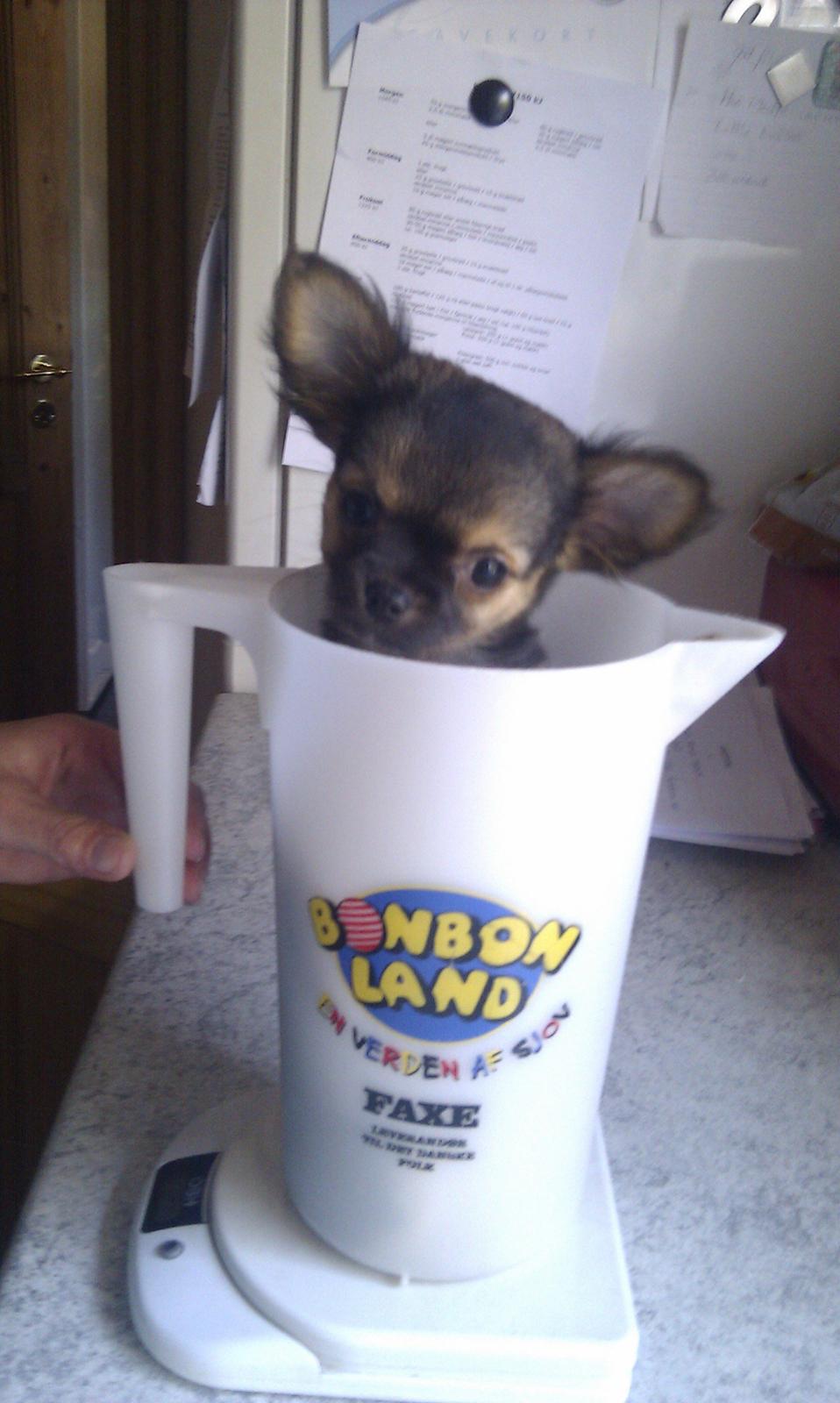 Chihuahua Bella<3 billede 7