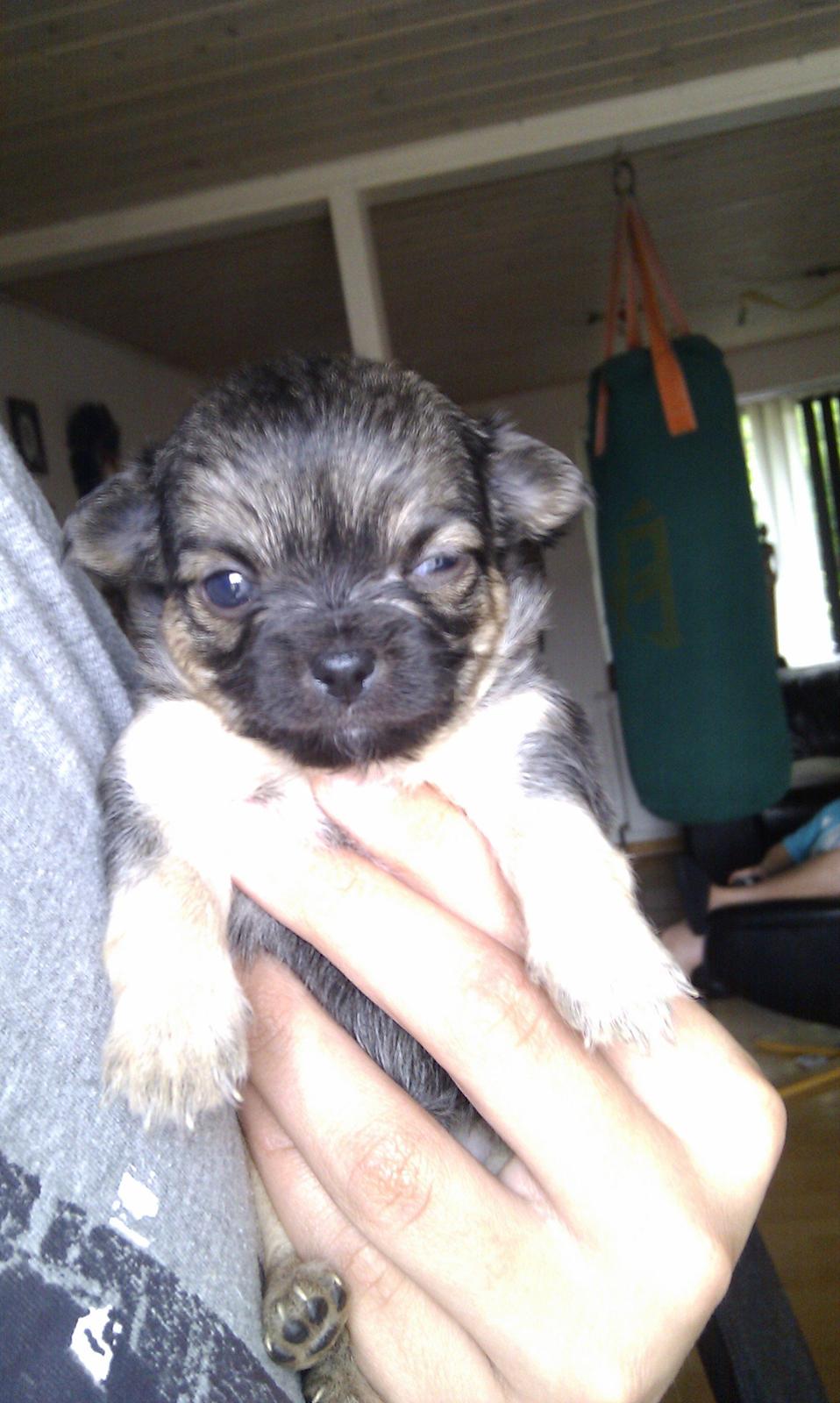 Chihuahua Bella<3 billede 8