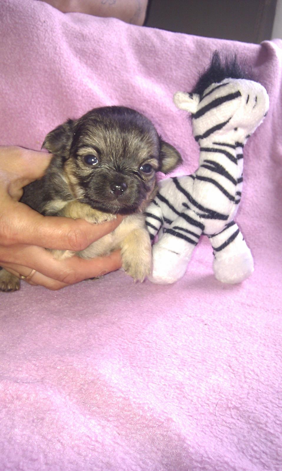 Chihuahua Bella<3 billede 9