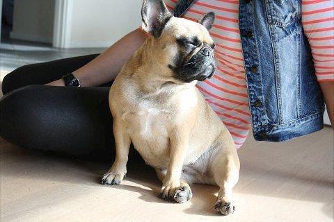 Fransk bulldog Nanna - Sidder lige i solen med min mor. billede 7