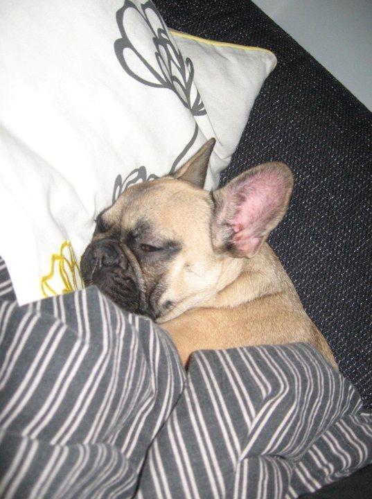 Fransk bulldog Nanna - Elsker at putte under dynen billede 8