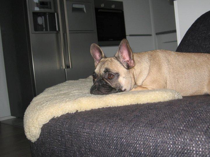 Fransk bulldog Nanna - 1. dag min mor havde mig, jeg var 4 måneder da hun fik mig :) billede 2