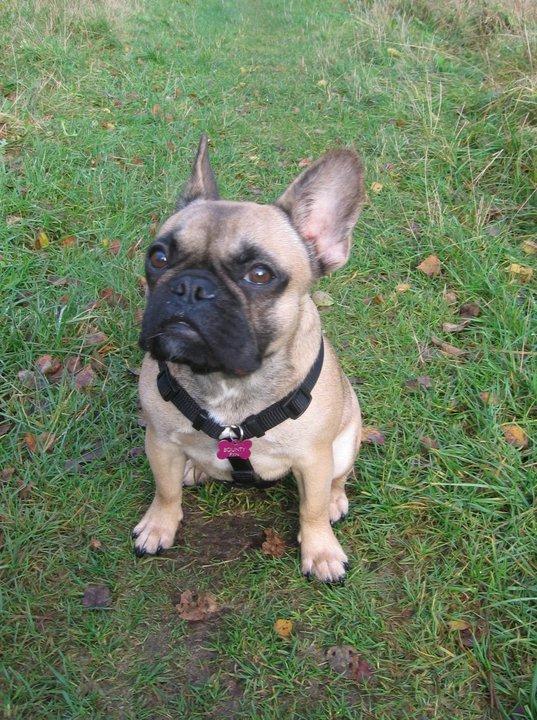 Fransk bulldog Nanna - Gå tur i Åttebjerg, her løber jeg som regel frit omkring.. billede 9