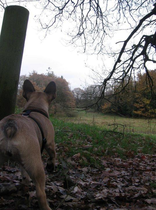 Fransk bulldog Nanna - Lækker udsigt til skov. billede 10