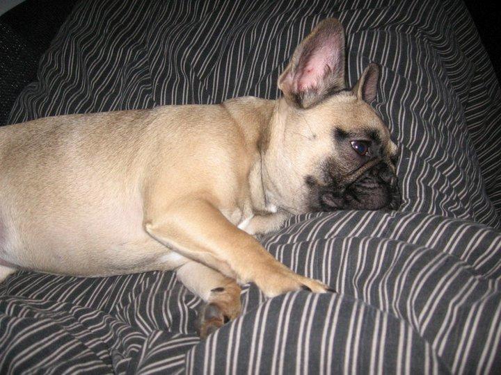 Fransk bulldog Nanna - Træt igen, dyner og sofa igen et hit. billede 11