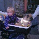 Fransk bulldog Nanna - Her blev jeg lige træt af at gå, så var det godt der var plads i barnevognen. billede 13