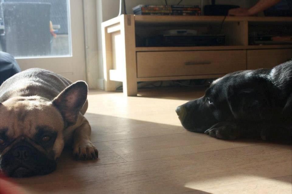 Fransk bulldog Nanna - Mig og storesøster i solen :) billede 14