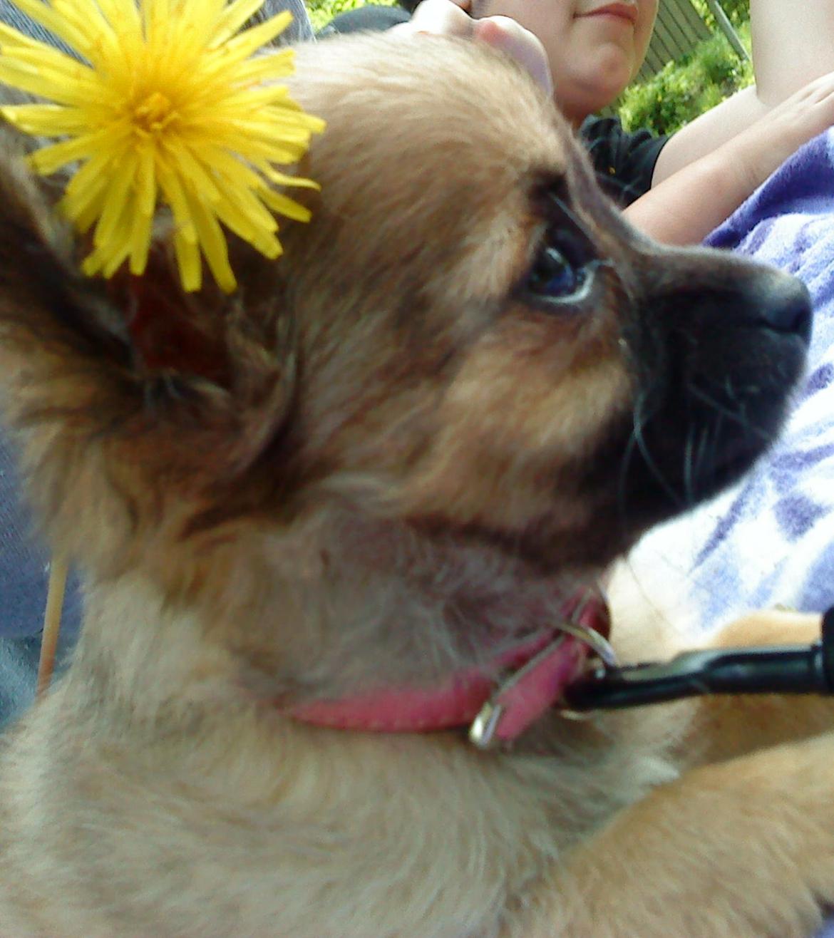 Chihuahua Zita billede 12