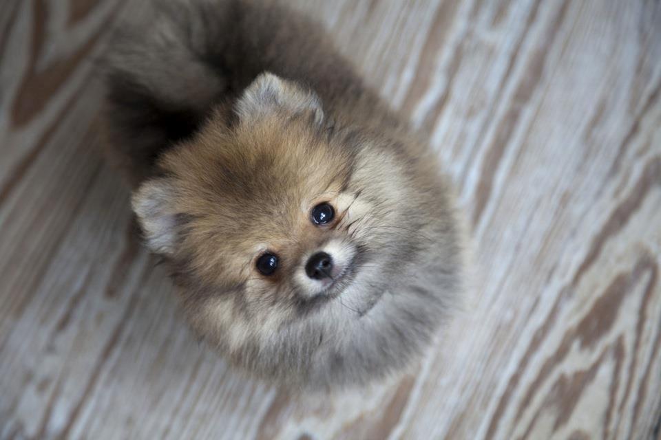 Pomeranian Pomdane's Barske Hubert billede 1