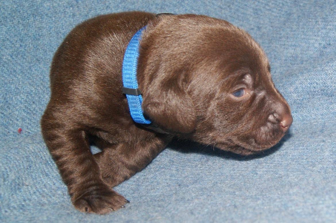 Labrador retriever ANTON - 2 uger billede 19