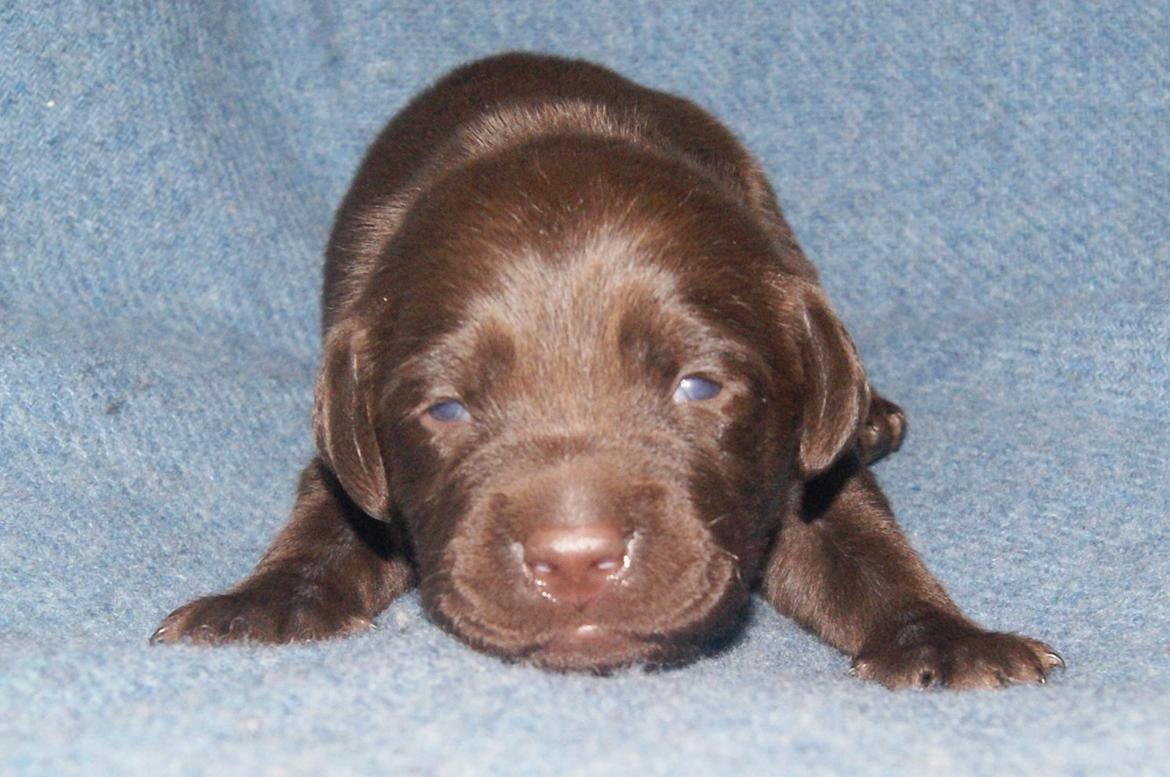 Labrador retriever KENTO - 2 uger billede 19