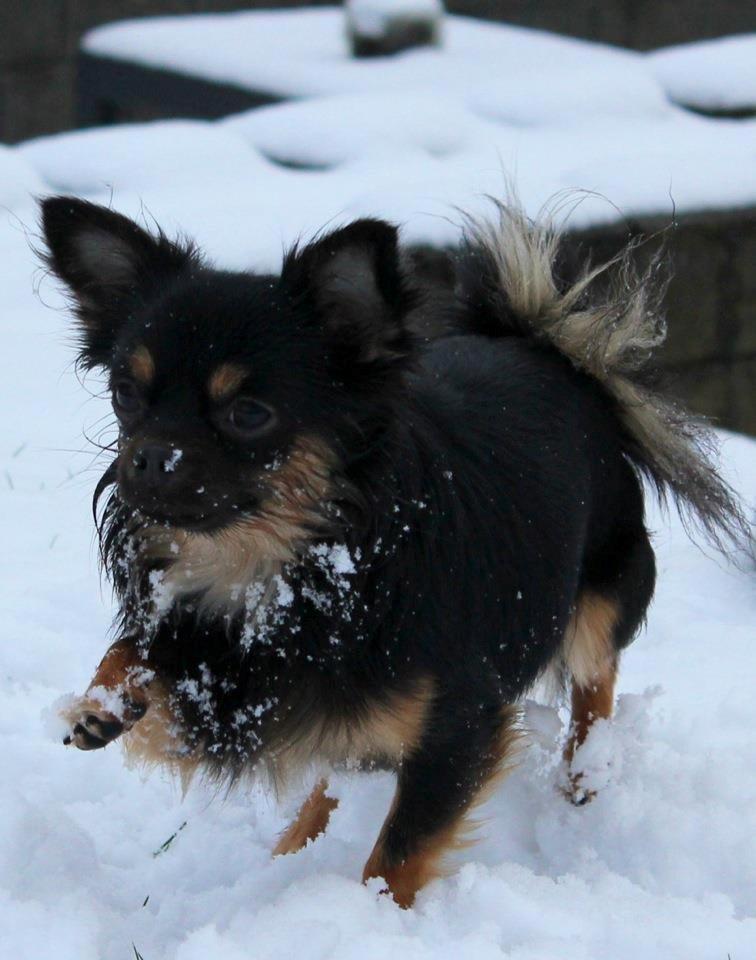 Chihuahua Pablo - elsker sne!  billede 14