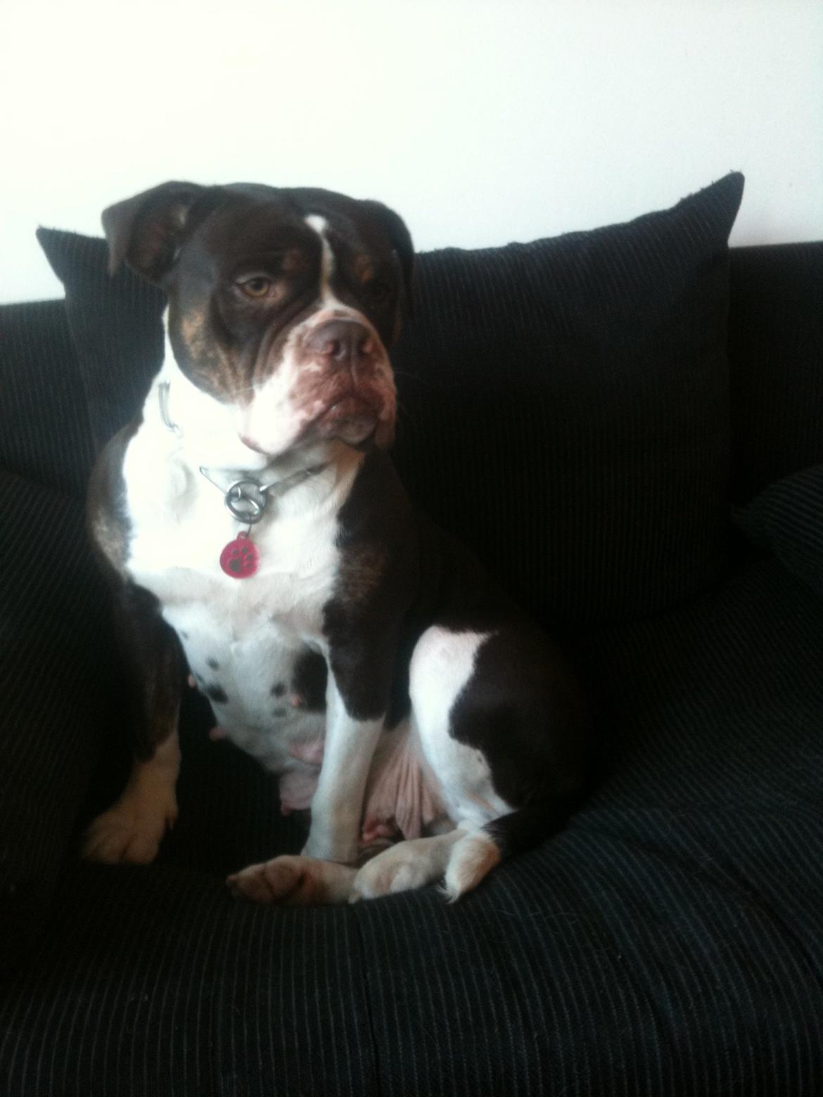 Olde english bulldogge Gizmo billede 14