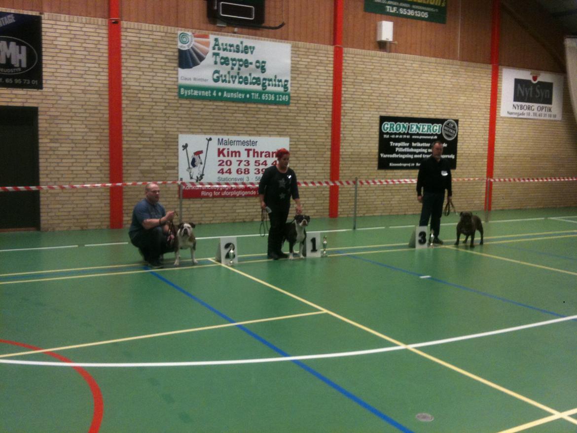 Olde english bulldogge Gizmo billede 15