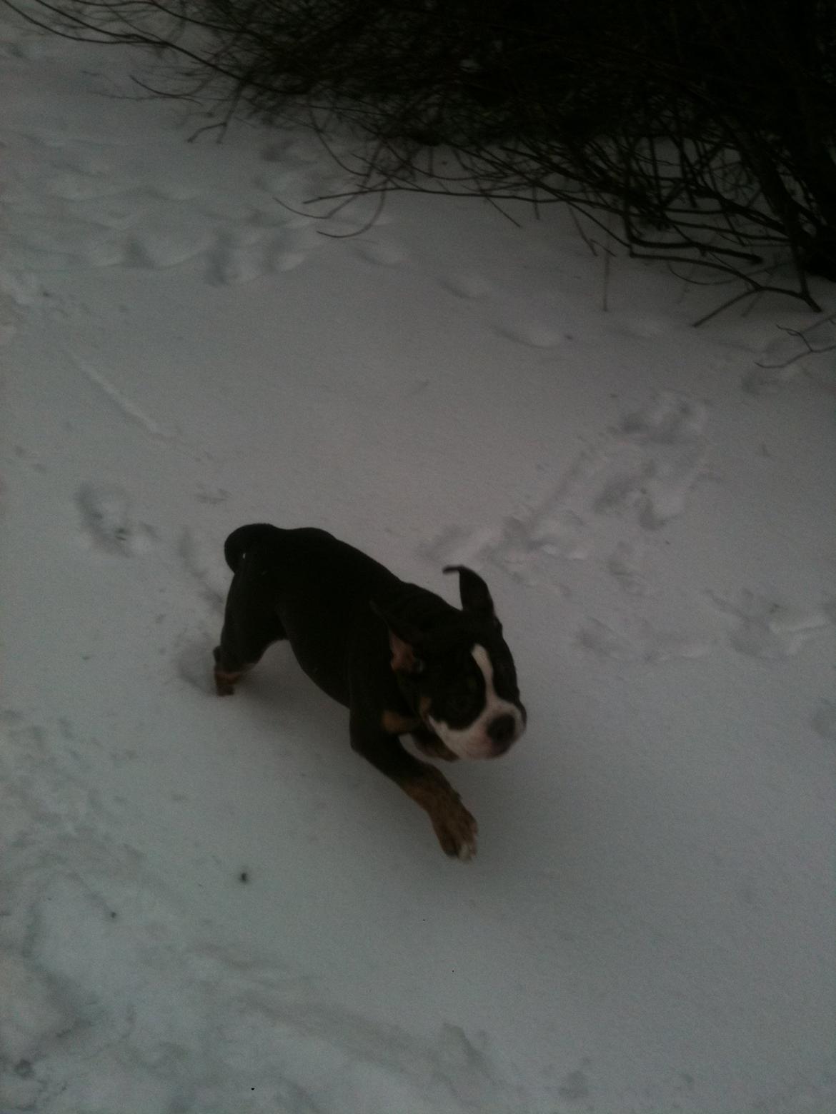 Olde english bulldogge Gizmo billede 7