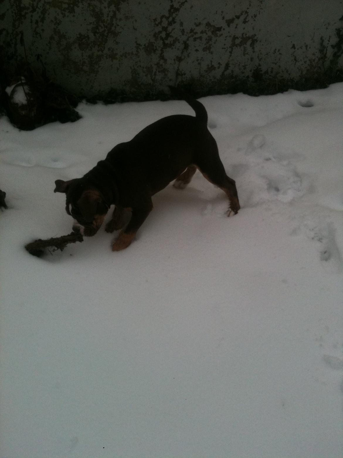 Olde english bulldogge Gizmo billede 8