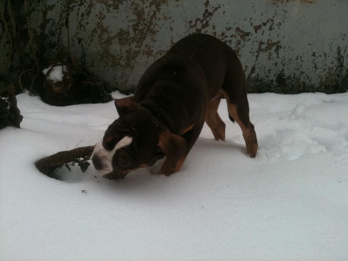 Olde english bulldogge Gizmo billede 9