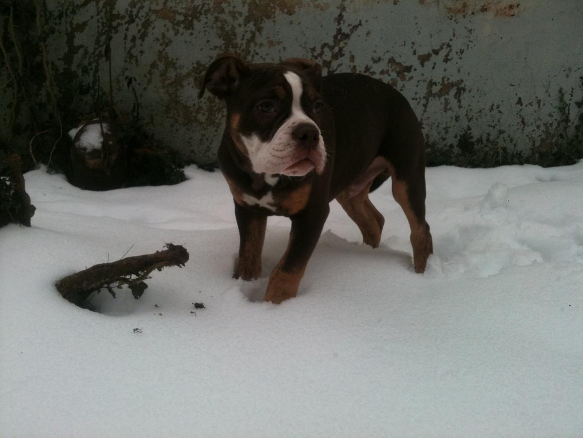 Olde english bulldogge Gizmo billede 10