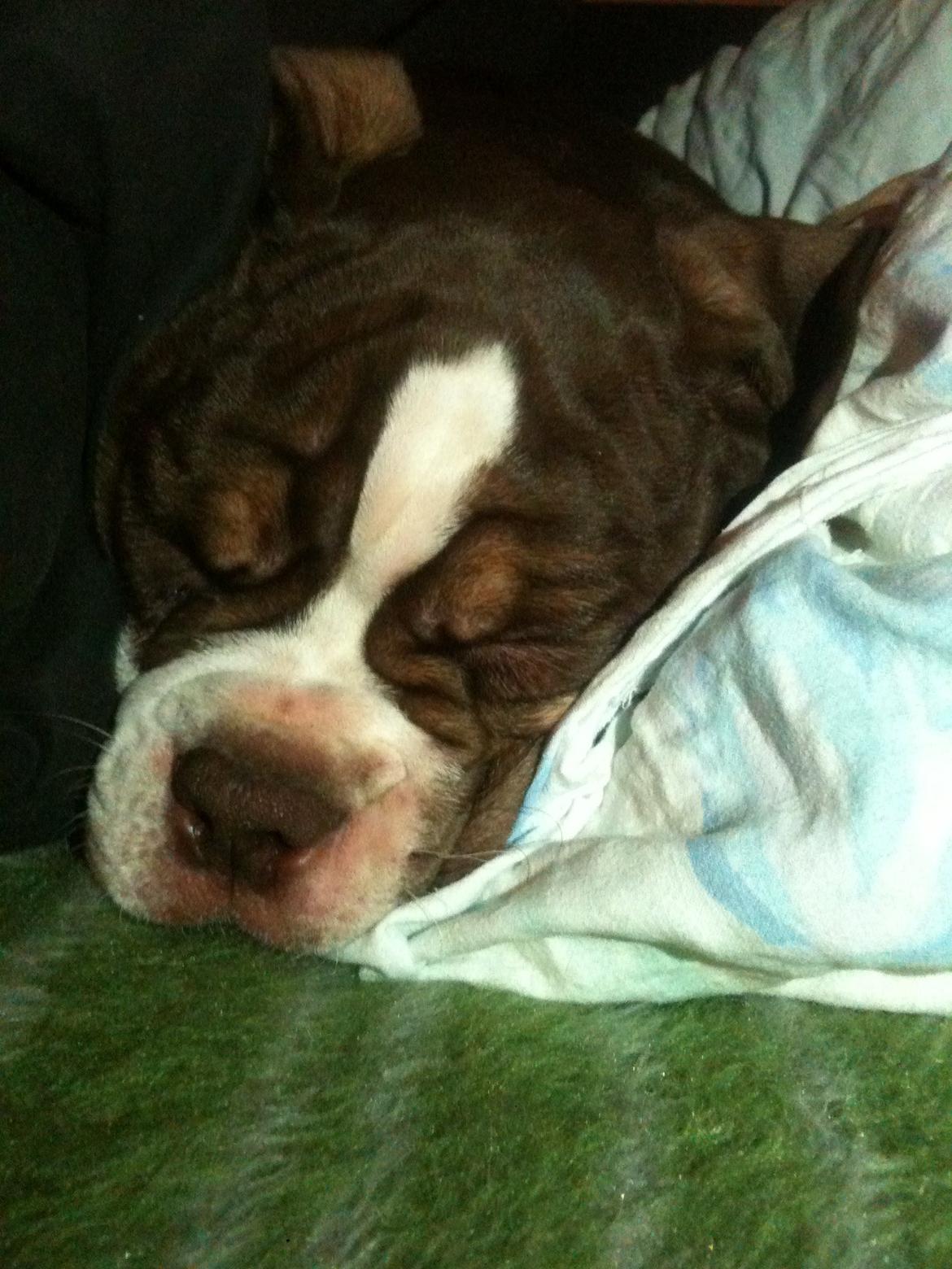 Olde english bulldogge Gizmo billede 11