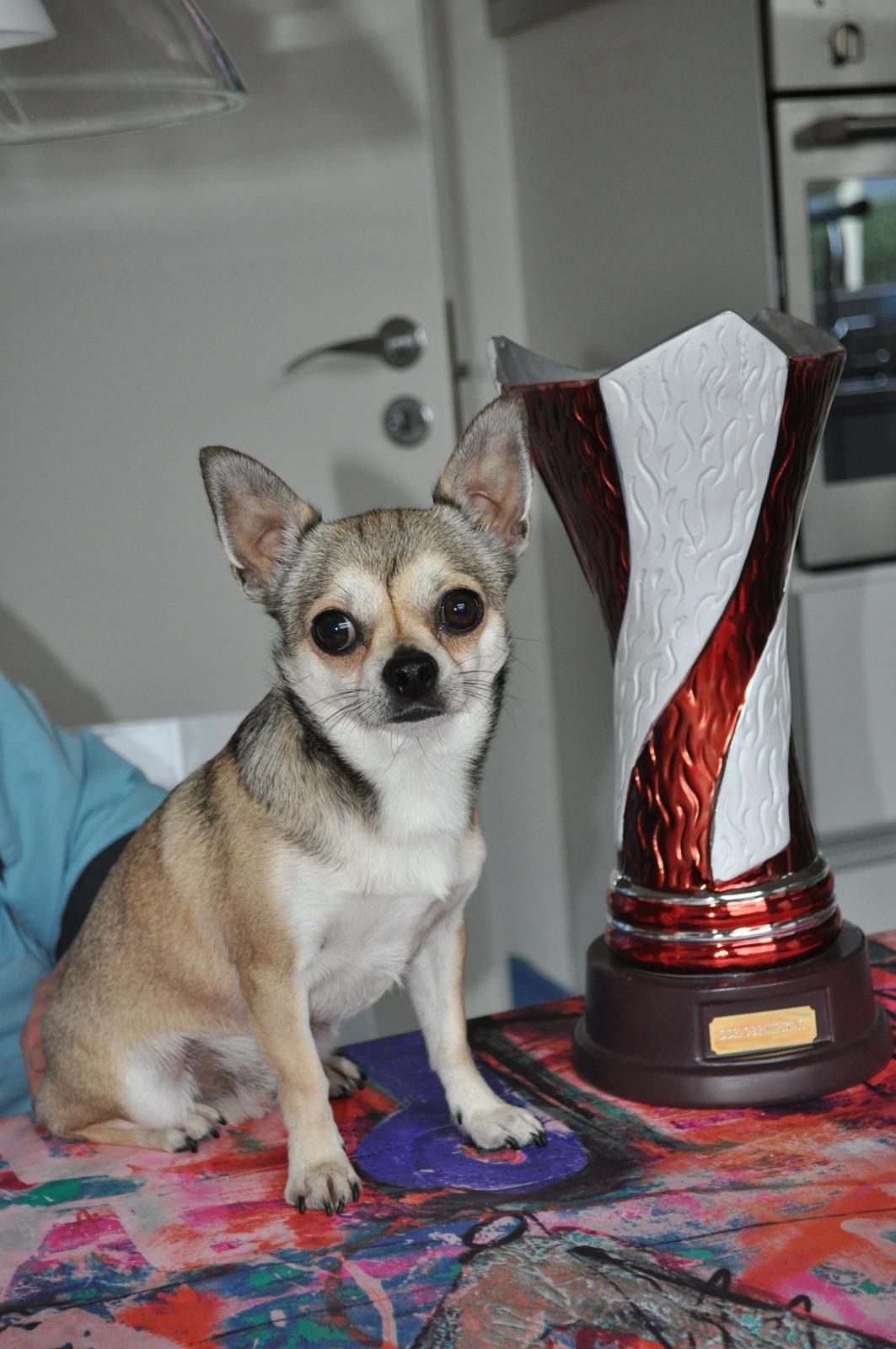 Chihuahua Gustav (PATCH) - 2012 Dansk Champ  billede 2