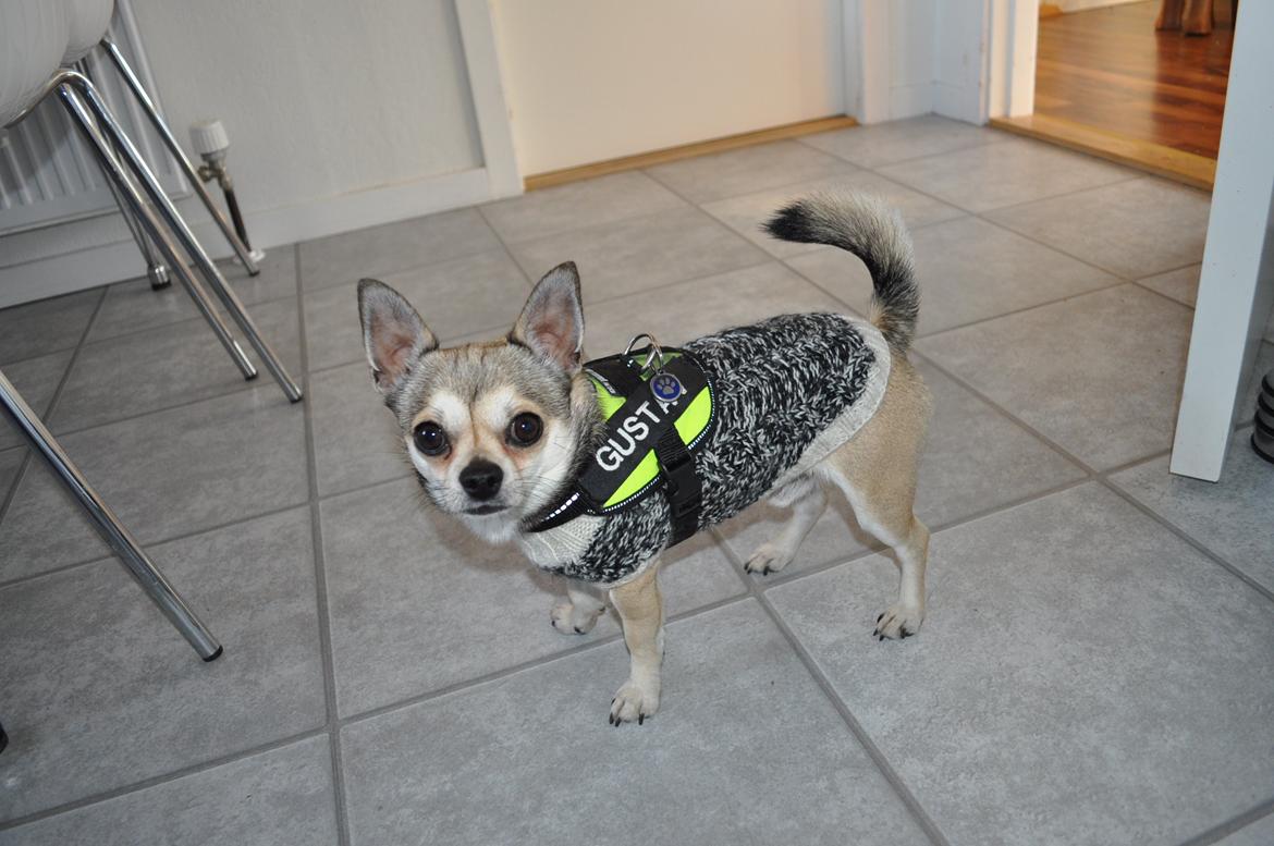 Chihuahua Gustav (PATCH) - Med ny K9 sele billede 3