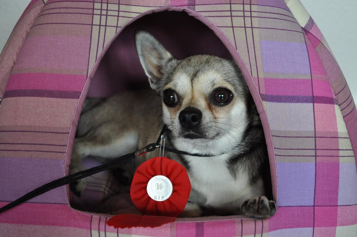 Chihuahua Gustav (PATCH) - 2012 BIR m/cert. billede 1