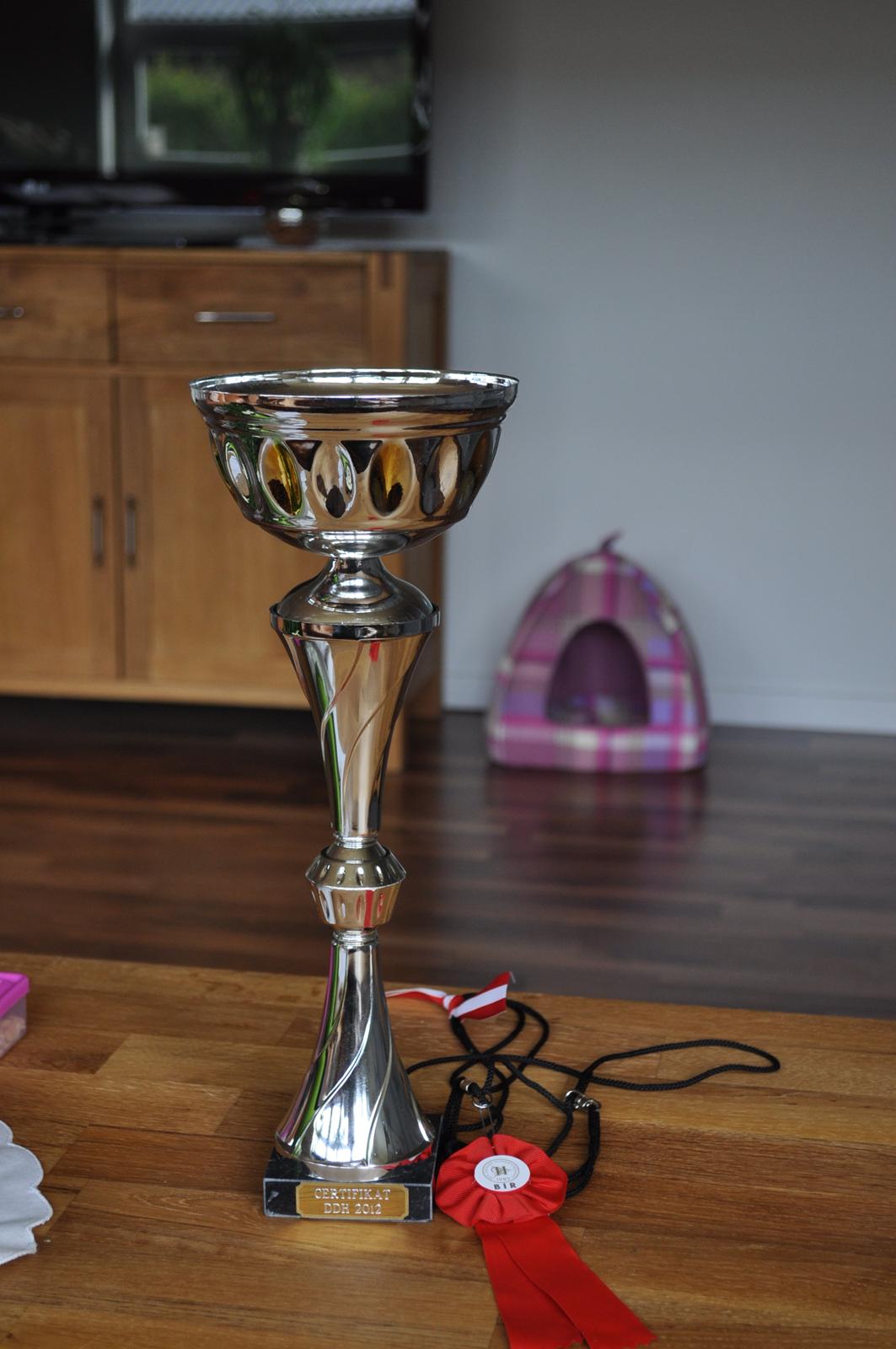 Chihuahua Gustav (PATCH) - 2012 1 pr. m/cert billede 4