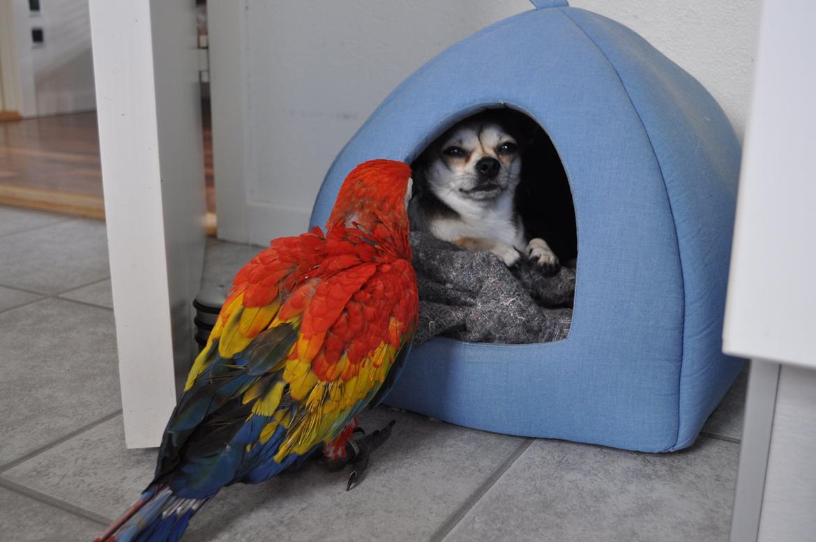 Chihuahua Gustav (PATCH) - Besøg af Frida billede 6