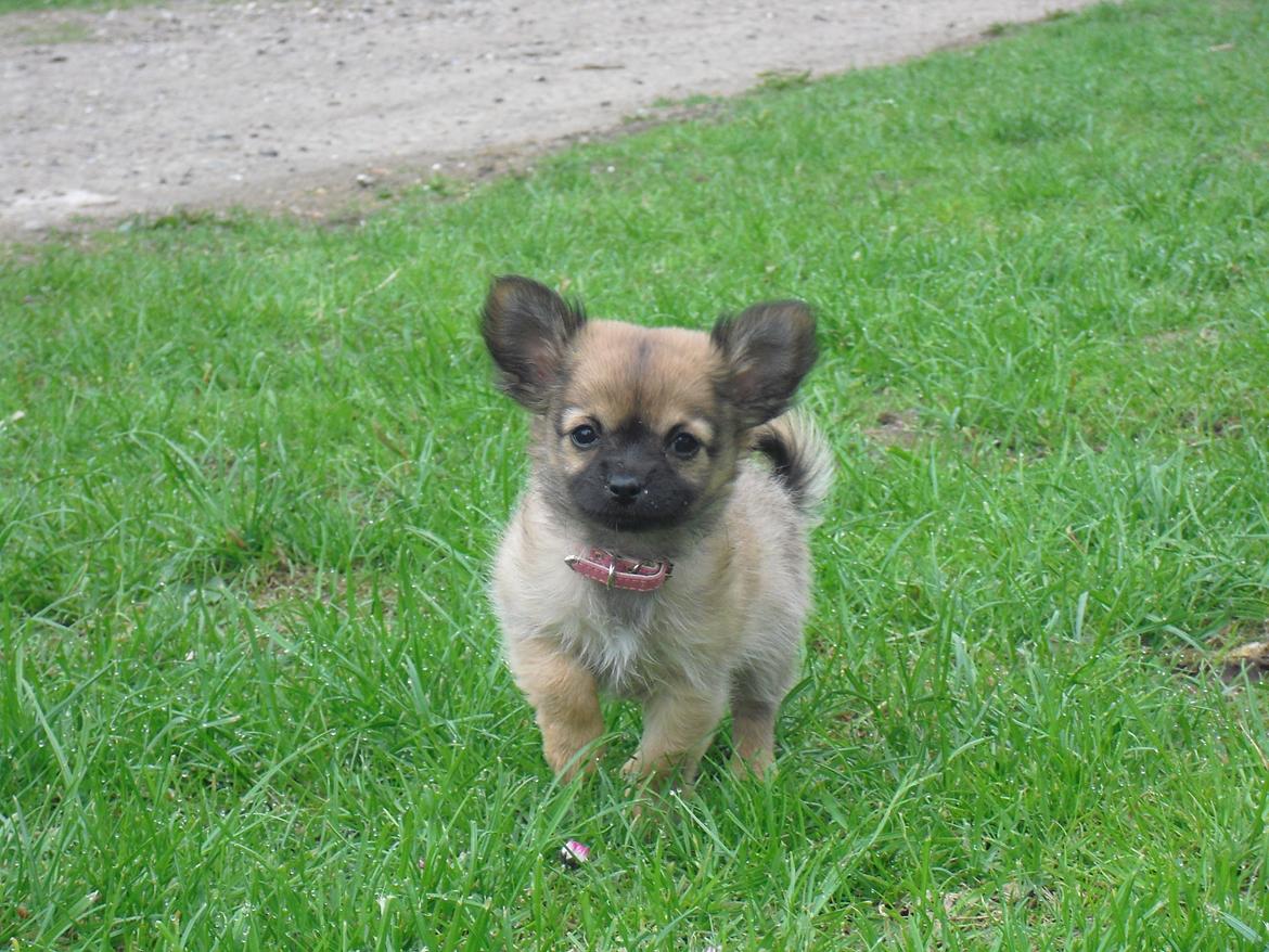 Chihuahua Zita billede 2