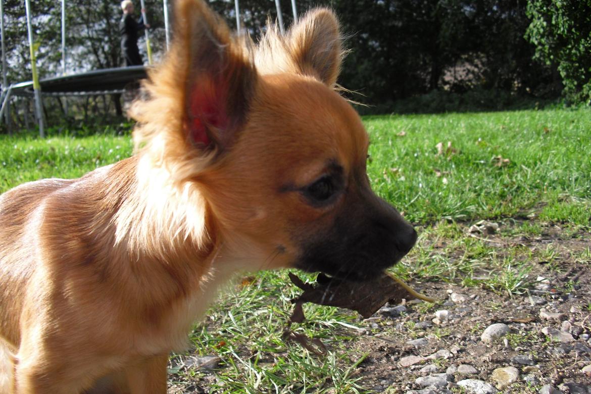 Chihuahua Zita billede 14