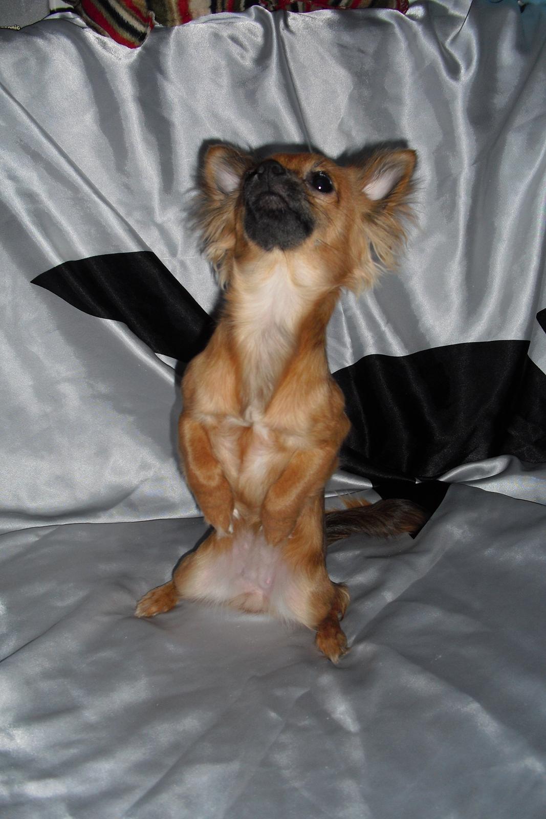 Chihuahua Zita billede 15