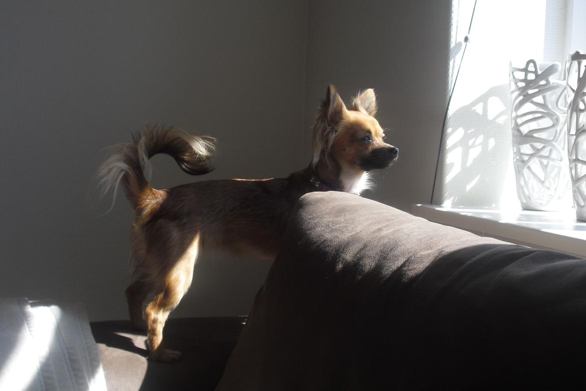 Chihuahua Zita billede 10