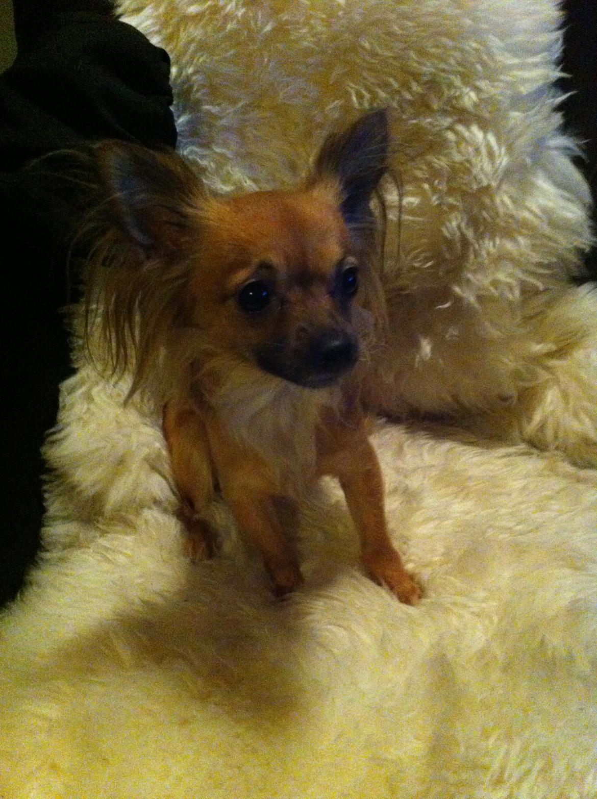 Chihuahua Zita billede 4