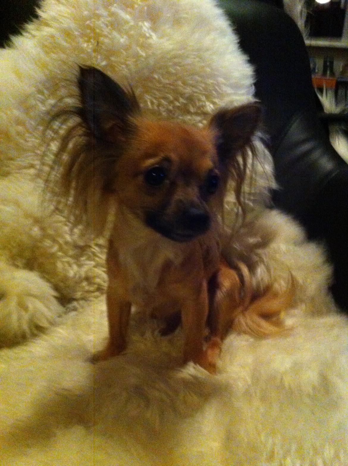 Chihuahua Zita billede 13