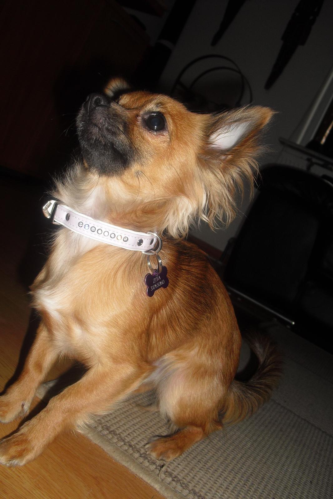 Chihuahua Zita billede 17