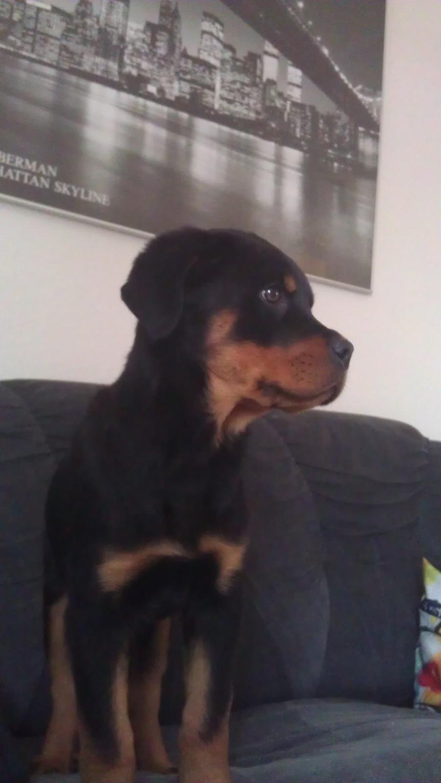 Rottweiler Elvis billede 8