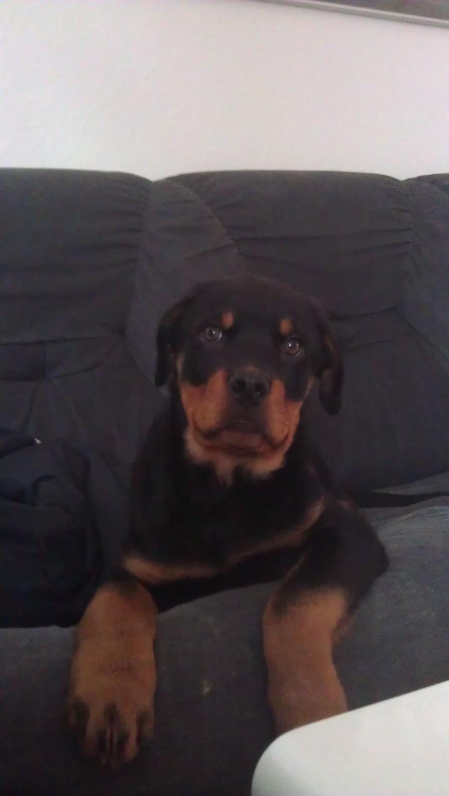 Rottweiler Elvis billede 6