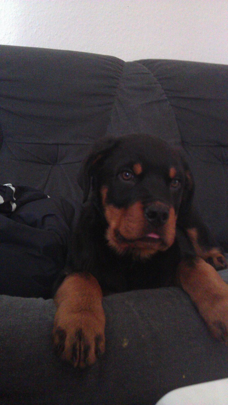 Rottweiler Elvis billede 15