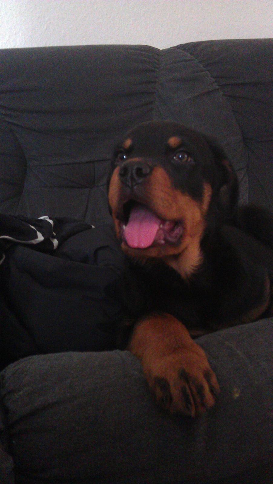 Rottweiler Elvis billede 16