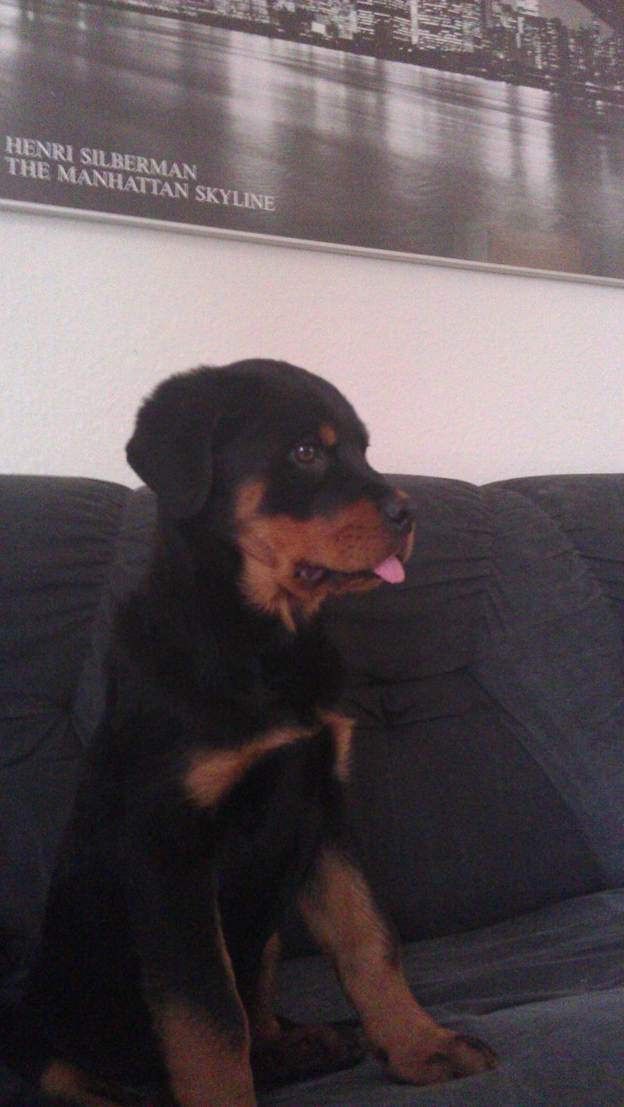 Rottweiler Elvis billede 9