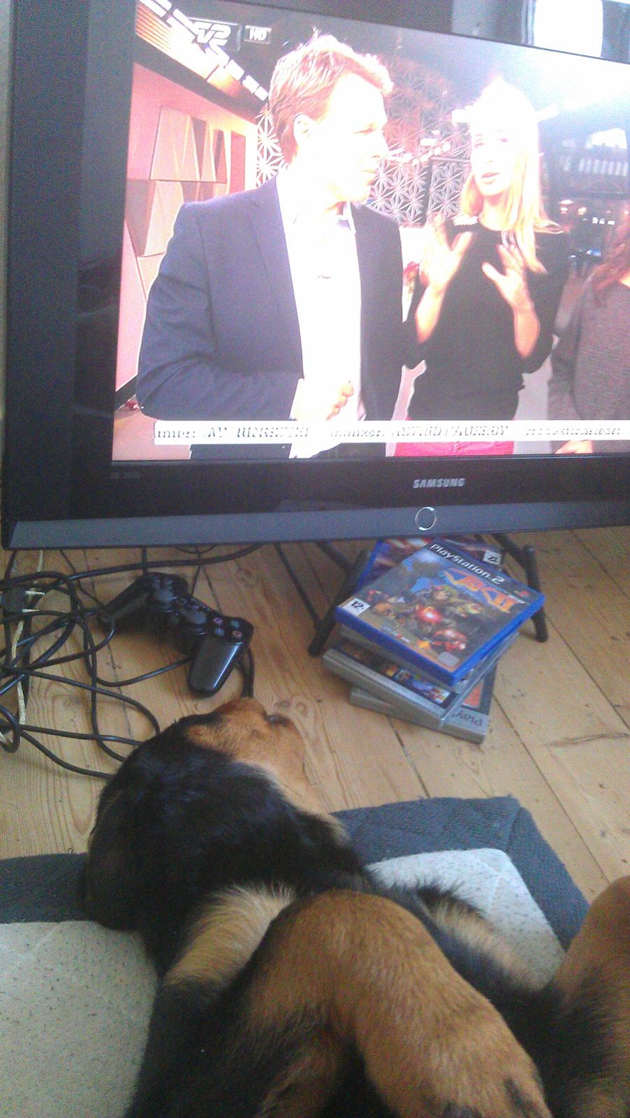 Rottweiler Elvis billede 17