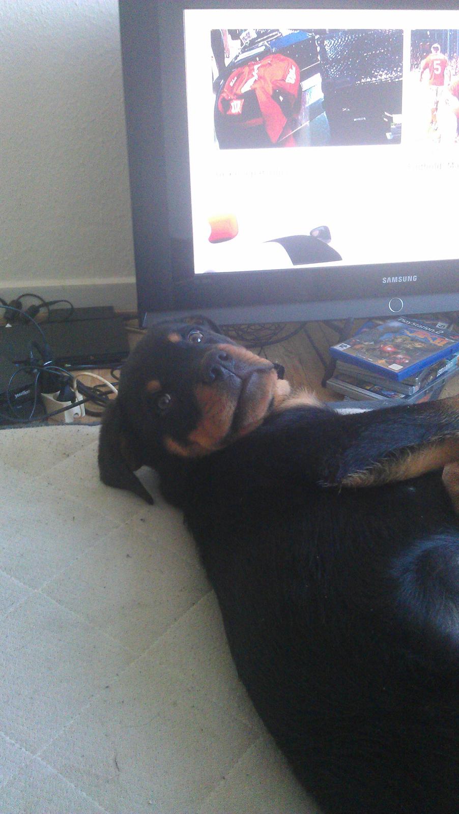 Rottweiler Elvis billede 18