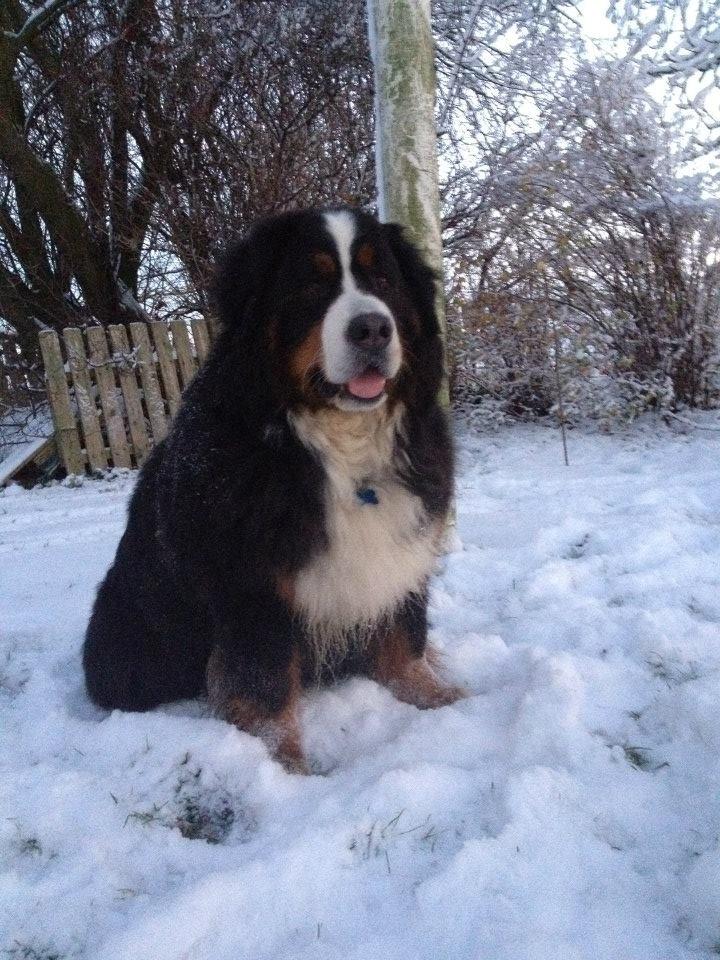 Berner sennenhund Diego billede 1