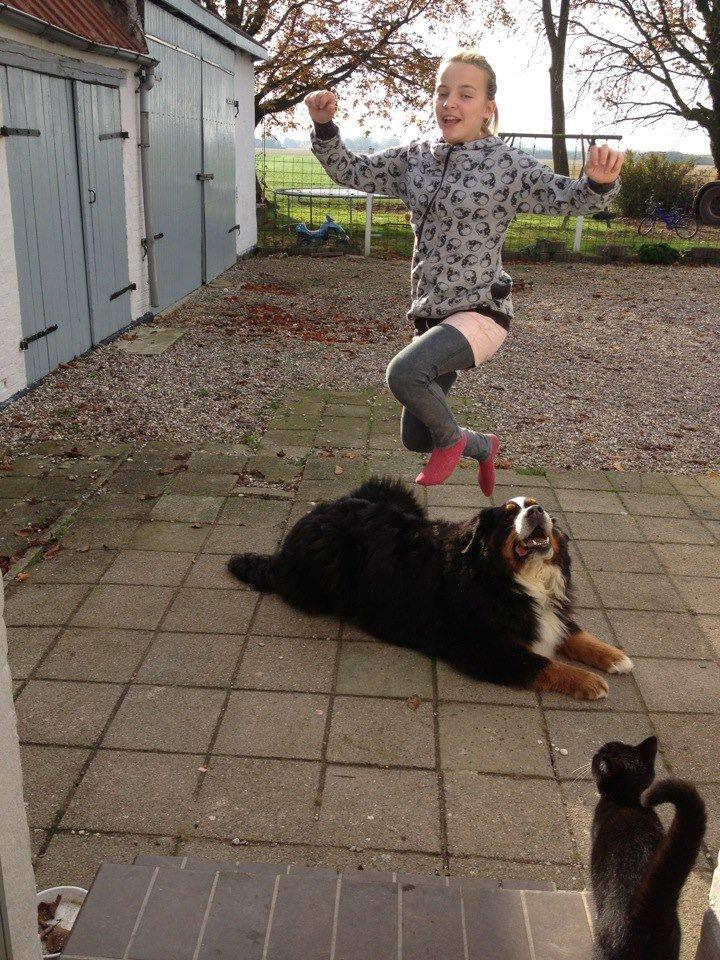 Berner sennenhund Diego billede 2