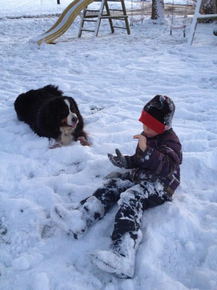 Berner sennenhund Diego billede 5