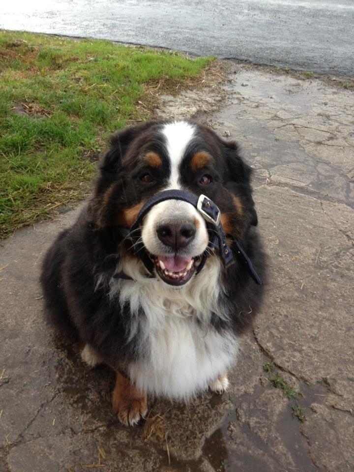 Berner sennenhund Diego billede 6