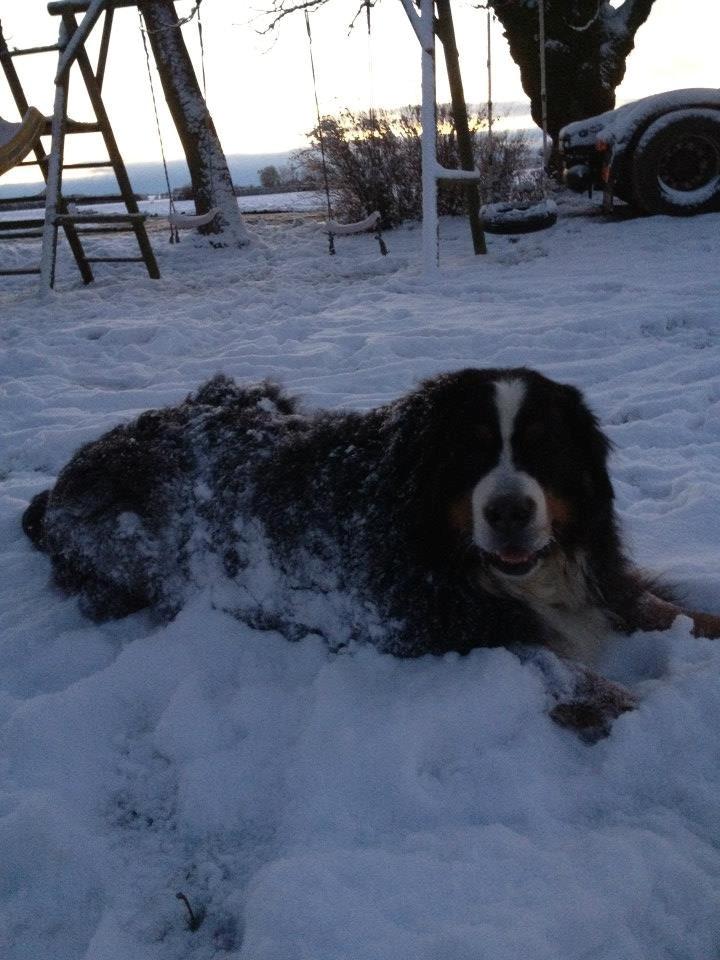 Berner sennenhund Diego billede 7